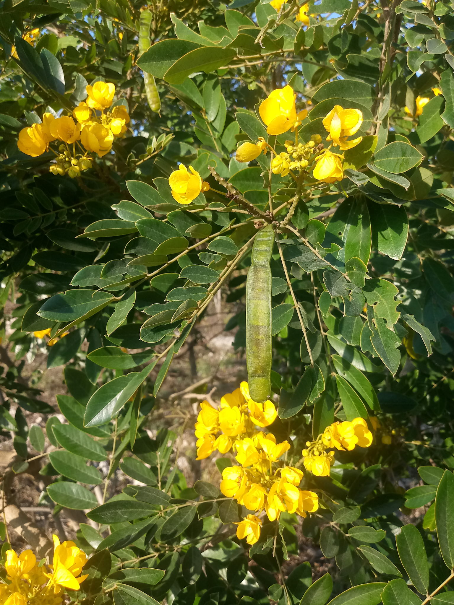 Senna racemosa 